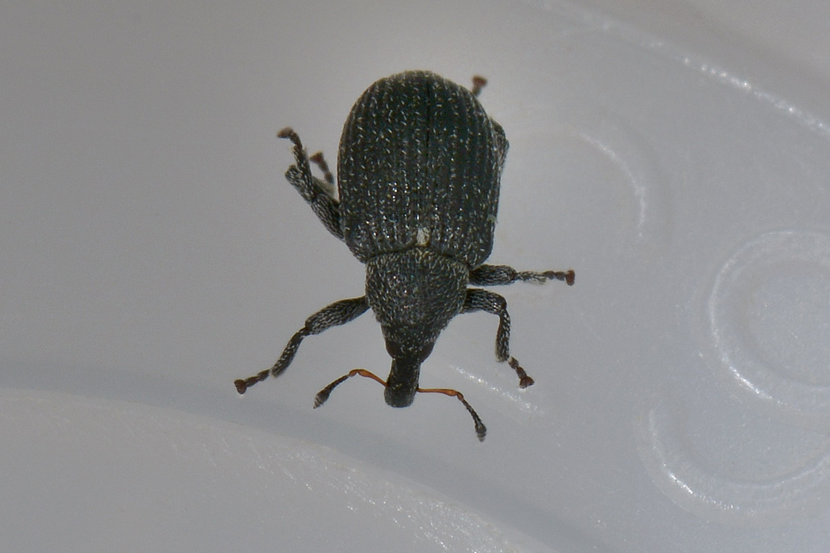 Anoplus roboris (cfr.)